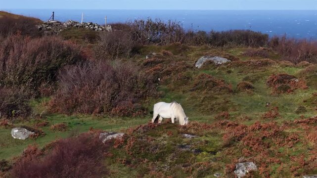 White horse on a hill in Ireland