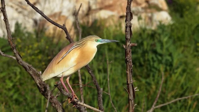 Perched on a dry branch, the Squacco Heron, its feathers rustling in the wind and its piercing gaze fixed on its prey, suddenly takes flight and vanishes from sight.