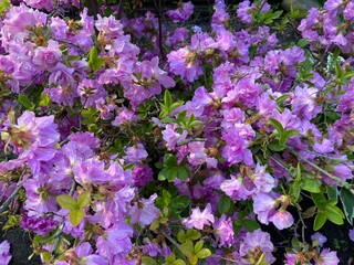 Fototapeta premium lavender azalea shrub in full bloom