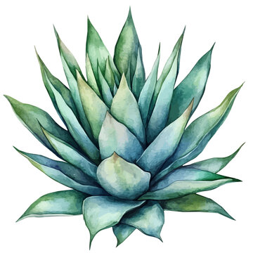 Agave, watercolor clipart showing delicate textures and whimsical forms, isolated on a white background.