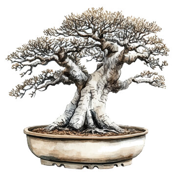 African Baobab Bonsai, watercolor vector depicting playful antics, isolated on a white background.