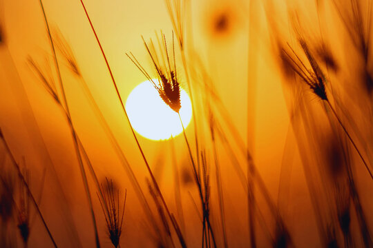 A warm and artistic close-up shot featuring a bright glowing sun disk behind silhouettes of wheat or grass stalks. The image captures the essence of the golden hour in a rural field, perfect for natur