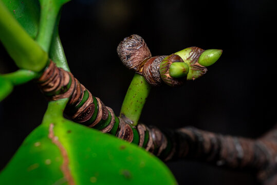 The fruit of the mangrove tree Rhizophora mucronata