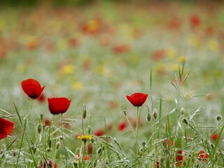 Naklejka premium Field of Red Poppies and Yellow Wildflowers in Spring