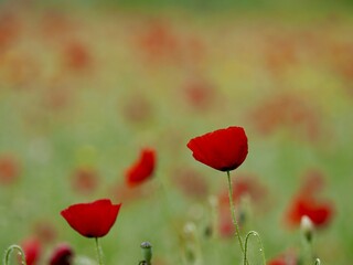 Naklejka premium Red poppy flowers in the field
