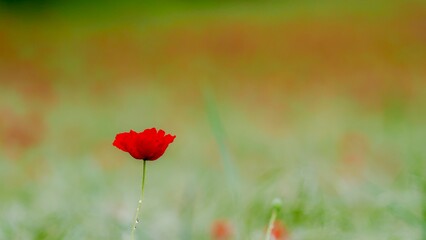 Fototapeta premium Red Poppy Flower in a Green Field