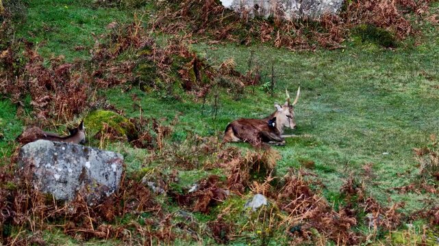 Red deer buck resting during the rut in County Donegal, Ireland