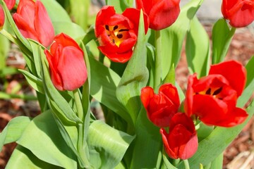 Fototapeta premium Bright red tulips growing in a flowerbed, macro shot. 