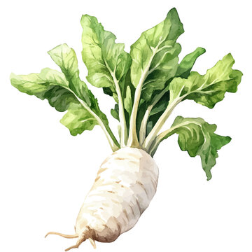 Arrowroot, watercolor clipart showing delicate textures and whimsical forms, isolated on a white background.