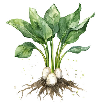 Arrowroot, watercolor painting with colorful accents, isolated on a white background.