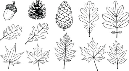 Collection of Hand-Drawn Autumn Leaves and Pine Cones © Vectory Icons