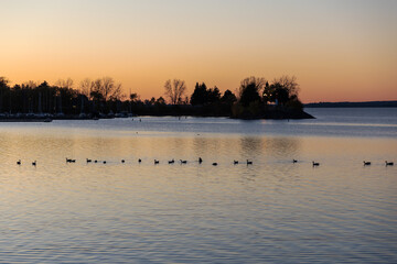 Naklejka premium Canadian geese swimming in line at sunset