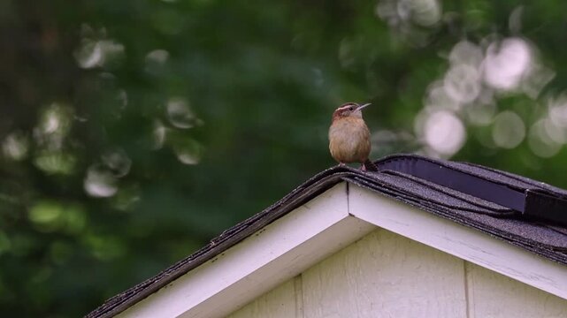 Carolina Wren atop shed roof peak chirping and singing loudly
