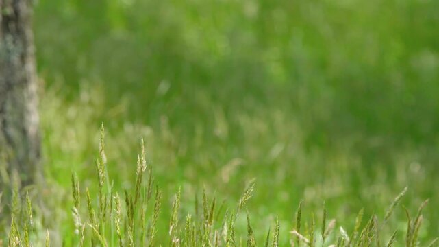 風に揺れる草
