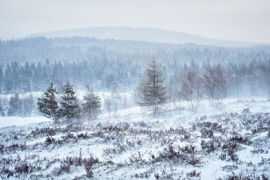 Misty Snowy Heathland in Brdy