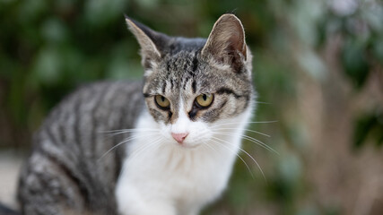 Obraz premium portrait of a cat