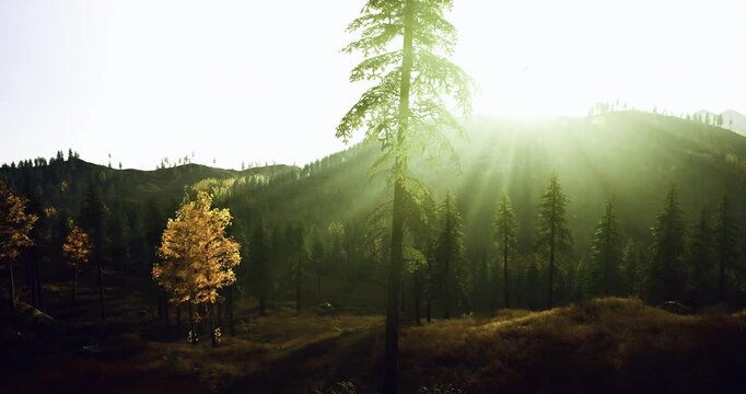 Serene dawn over rolling pine hills with soft diffuse light and gentle rays, minimal composition, muted palette, calm atmosphere, subtle depth, ideal