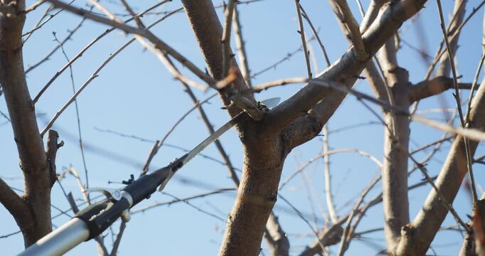 Detail of saw cutting off a tree branch during spring pruning