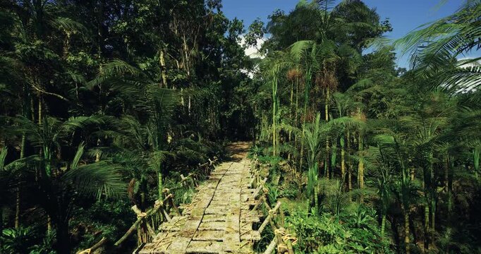 Jungle trail adventure, Winding forest pathway illuminated by dappled sunlight, Humid tropical trail with scattered roots and lush leaf litter