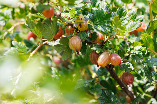 Ripe Red Gooseberries Growing on Branch in Sunny Garden Horizontal View