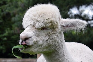 Obraz premium Close-Up of White Alpaca Eating Grass