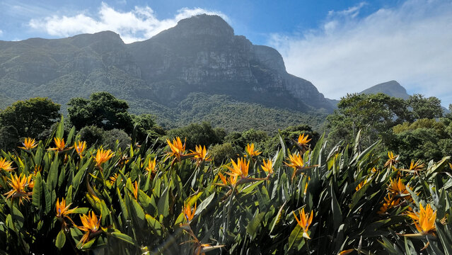 Bush of strelitzia flowers with Cape Town's mountains in the backdrop, Kirstenbosch National Botanical Garden, South Africa 