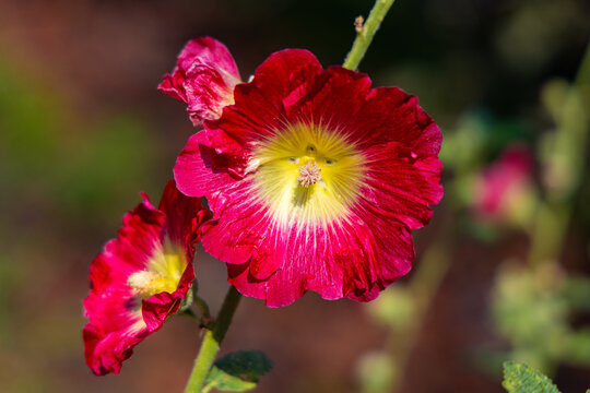 Common hollyhock - latin Alcea rosea - ornamental dicot flowering plant of family Malvaceae in open park garden during summer blossom season
