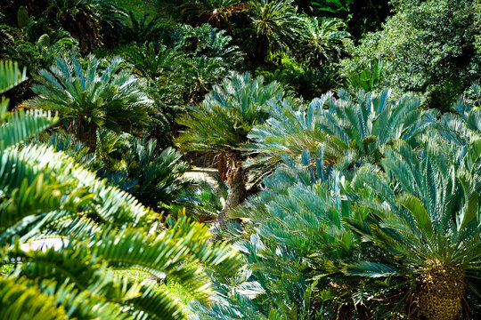 Cycads of Kirstenbosch National Botanical Garden, Cape Town, South Africa