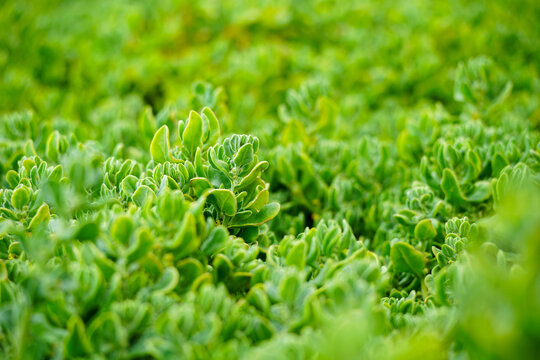Dune spinach (Tetragonia decumbens) at Stony Point Nature Reserve, Betty's Bay, South Africa