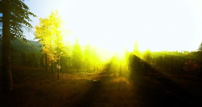 Deep shadows cut across trail while brilliant sunrise light bursts through pine canopy, high dynamic range contrast creating dramatic and energetic outdoor