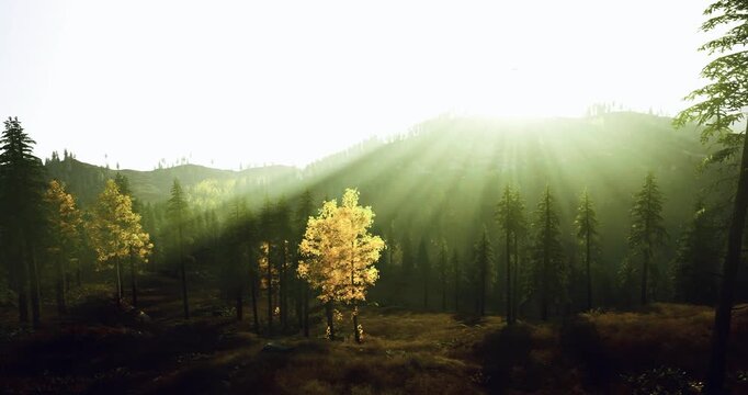 Single golden tree stands on hillside, warm beams spotlight foliage against shadowed pines, evocative scene for editorial stories about resilience and seasonal