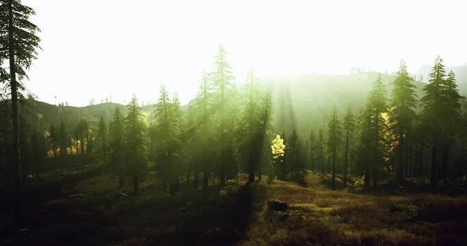 Dawn rays sweeping across pine valley landscape with soft mist and long shadows, expansive view evokes calm renewal and outdoor exploration