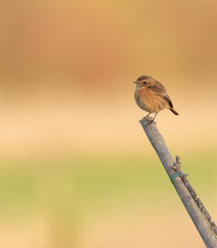 stonechat 