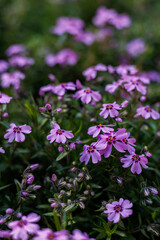 Obraz premium Gentle purple creeping phlox (Phlox subulata) blooming in a spring garden, macro view.