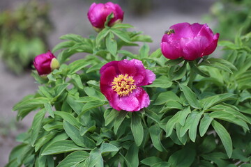 Obraz premium Paeonia officinalis. Pink peonies flower bloom in garden.