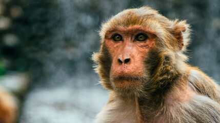 Obraz premium Expressive portrait of a monkey with gold eyes. High-quality digital photo featuring fine fur details and a soft background. Perfect for wildlife art collections