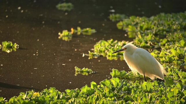 Great white heron, a beautiful white heron beside a lovely, calm lake at sunrise in Brazil, 4k slow-motion video.
