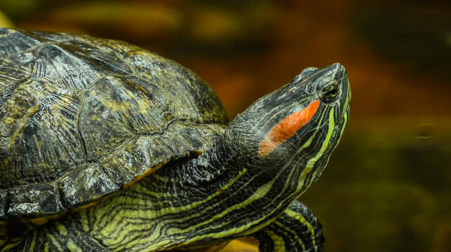 Detailed macro of a red-eared slider turtle. High-quality wildlife photography showcasing intricate shell patterns and vibrant colors. Perfect for nature lovers and digital art