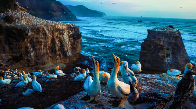 Breathtaking gannet colony on coastal cliffs at dusk. High-quality wildlife photography with dramatic ocean views and sharp detail. Ideal for nature lovers and digital prints
