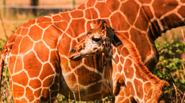 Tender moment of a giraffe with its calf. High-quality wildlife photography with vibrant patterns and warm lighting. Perfect for nature lovers and digital wall art