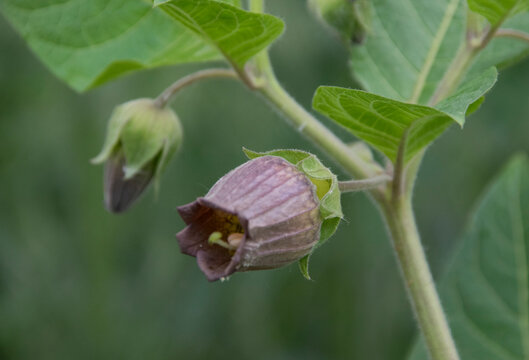 Bl&uuml;te der Schwarzen Tollkirsche