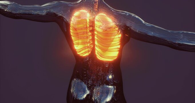 This illustration showcases the lungs within the human body, highlighting their structure and position. The anatomy is rendered to emphasize lung details for educational purposes.