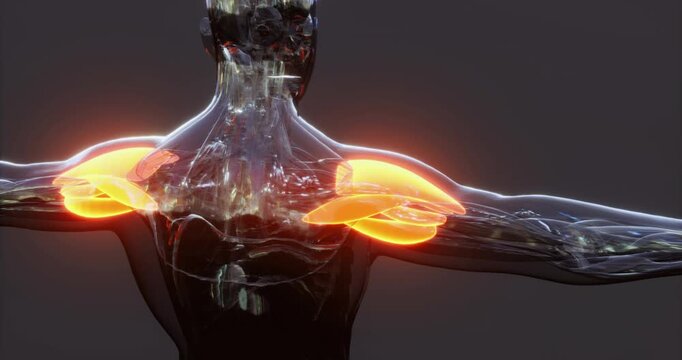 This visual representation showcases the anatomy of human shoulder muscles. The focus is on the detailed structure and function, illustrating their role in arm movement and flexibility.