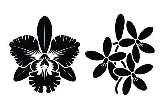 Black and white vector illustration of elegant cattleya and five-petal orchid