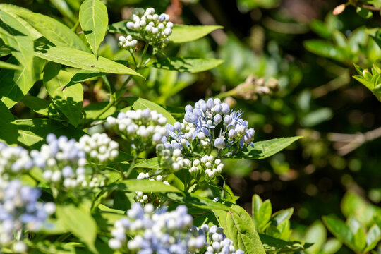 Close up of dichroa (long march) flowers in bloom