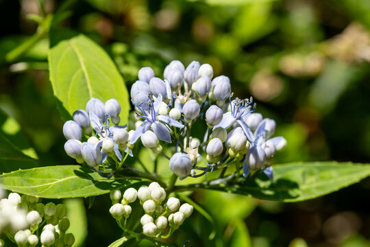 Close up of dichroa (long march) flowers in bloom