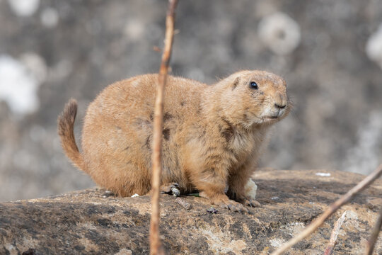 Close up of a groundhog (marmota monax)
