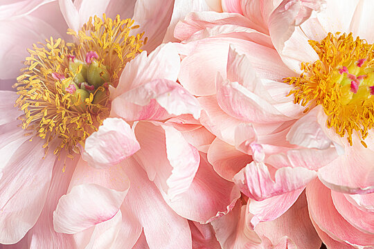 Pink peonies macro 
