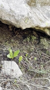 american pika running under a rock in wyoming