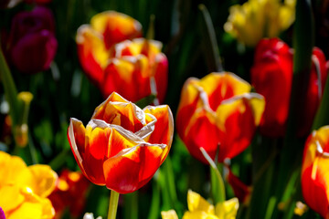 Fototapeta premium Close-up of red and yellow tulips blooming in sunlight with a soft floral background in a Dutch spring flower garden.